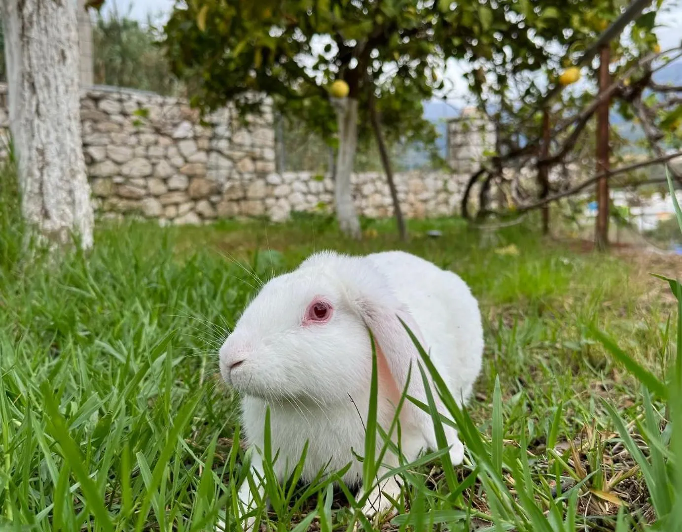 Penzion Villa Bodini Himarë